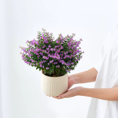 满天星盆栽带花苞植物盆栽好养