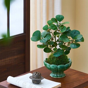 苔藓球小盼菩提盆栽室内客厅办公室桌面好养植物净化空气盆景茶台