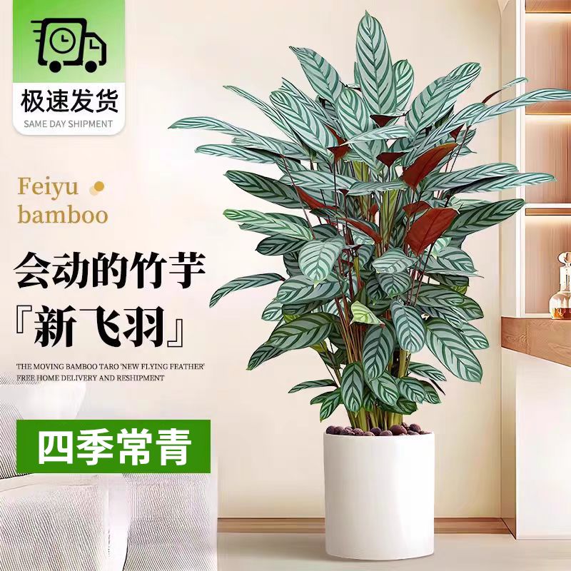 新飞羽竹芋盆栽网红绿植