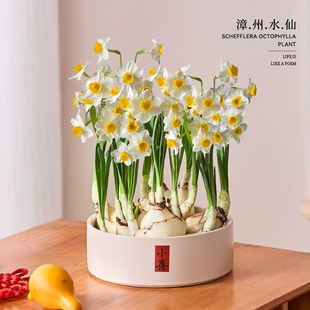 水仙花种球盆栽水养四季 室内水培花卉植物洋水仙郁金香风信子种子