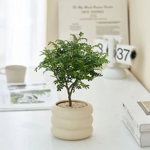 清香胡椒木盆栽花卉室内外净化空气树苗老桩盆景九里香绿植驱蚊草