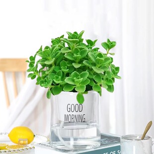 碰碰香盆栽可食用绿植驱蚊提神香喷喷多肉植物花卉净化空气一抹香