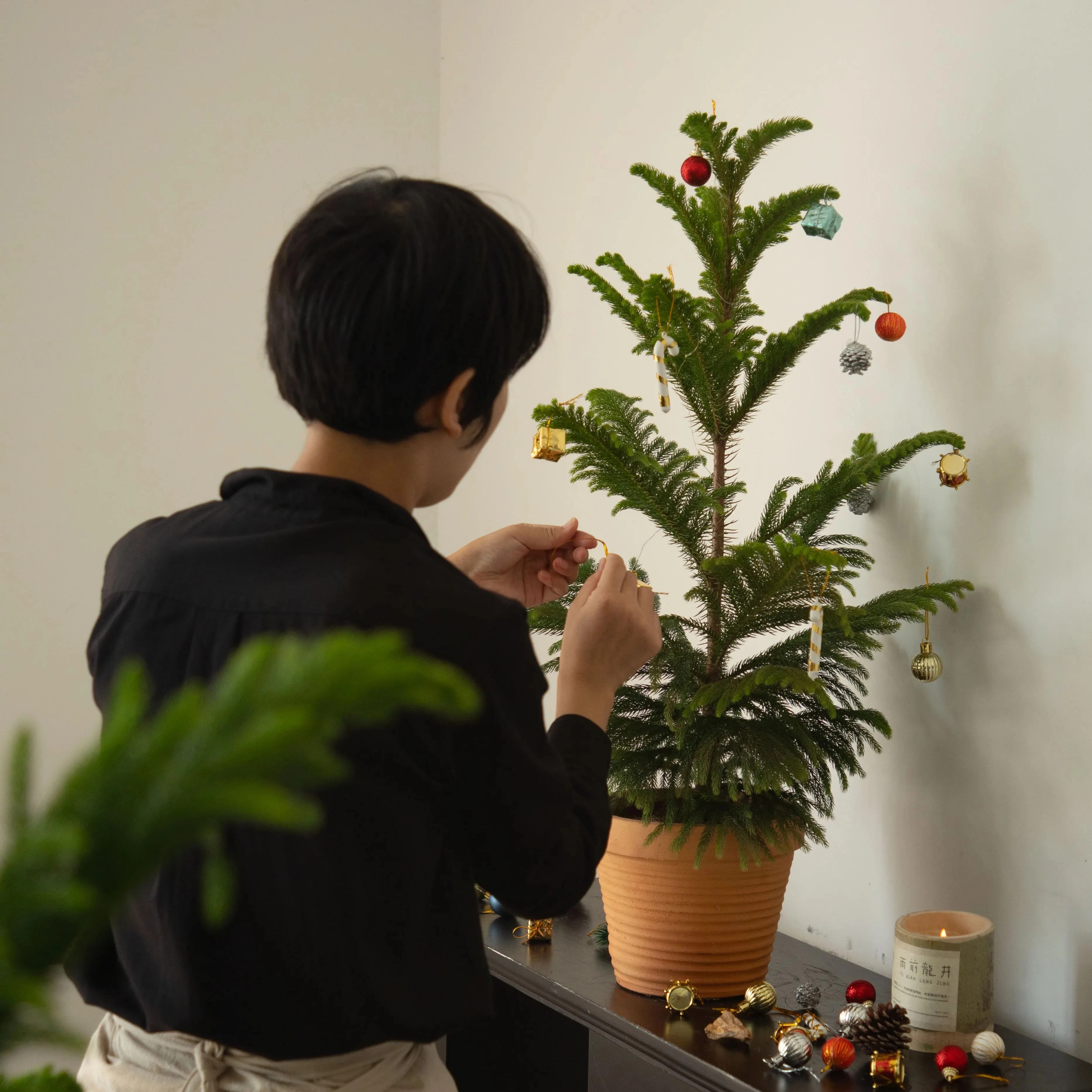 圣诞树盆景南洋杉盆栽客厅室内