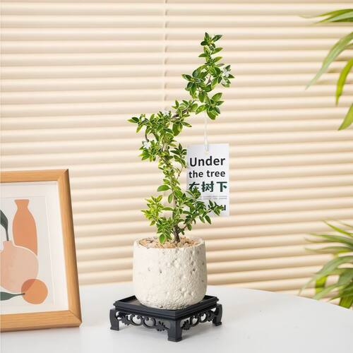 六月雪盆景悬崖红花茶桌禅意室内窗台小绿植物办公室茶几桌面盆栽