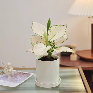 白如意皇后花盆栽室内桌面好养活净化空气高贵优雅白象白公主绿植