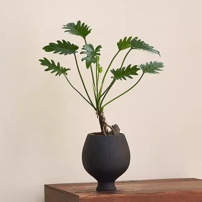 龙鳞小天使绿植盆栽客厅室内网红盆景好养室内观叶植物四季常青