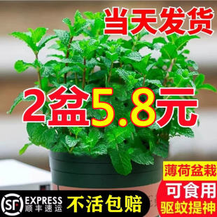 薄荷盆栽水培薄荷叶新鲜可食用迷迭香驱蚊植物室内绿植花卉柠檬草