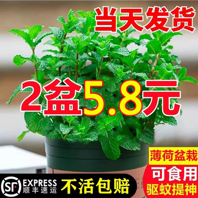 超好养可食用驱蚊薄荷盆栽