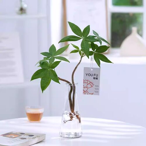 水培发财树植物室内好养造型绿植四季常青招财树净化空气