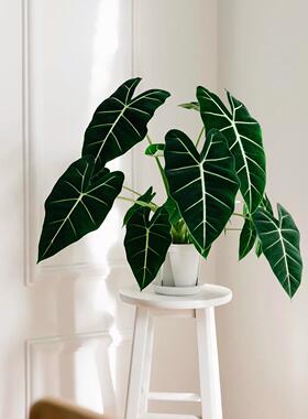 绿天鹅海芋天鹅绒竹芋绿植盆栽室内客厅阳台观叶网红进口植物