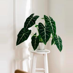 绿天鹅海芋天鹅绒竹芋绿植盆栽室内客厅阳台观叶网红进口植物