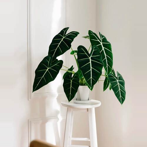 绿天鹅海芋天鹅绒竹芋绿植盆栽