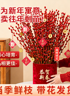 银柳真花鲜枝红色柳条年宵花卉植物室内插花装饰招财福运干花摆件