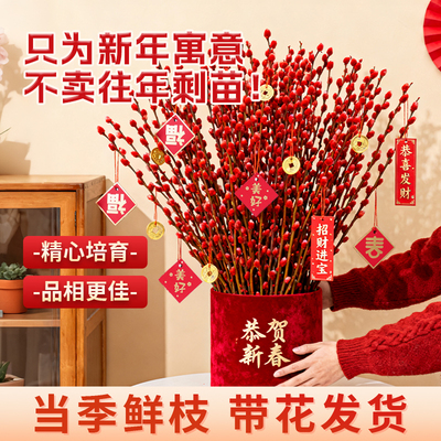 银柳真花鲜枝红色年宵花卉植物