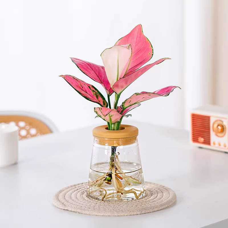 水培吉利红盆栽办公室桌面绿植