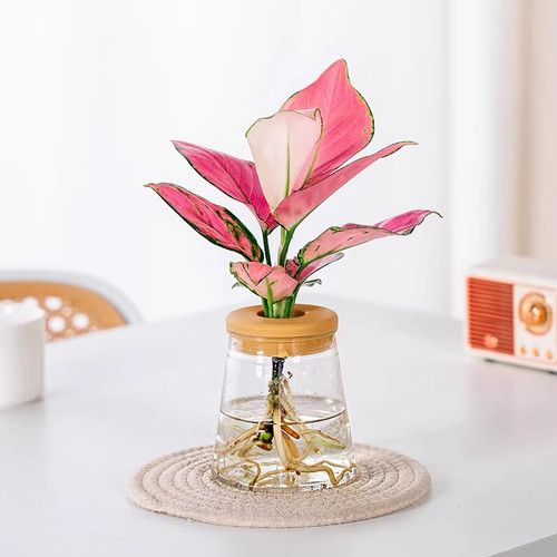 水培吉利红盆栽办公室桌面绿植