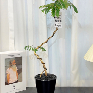 孟买黑檀正宗铁刀木树苗珍贵植物鸡翅木苗庭院绿化木材树种