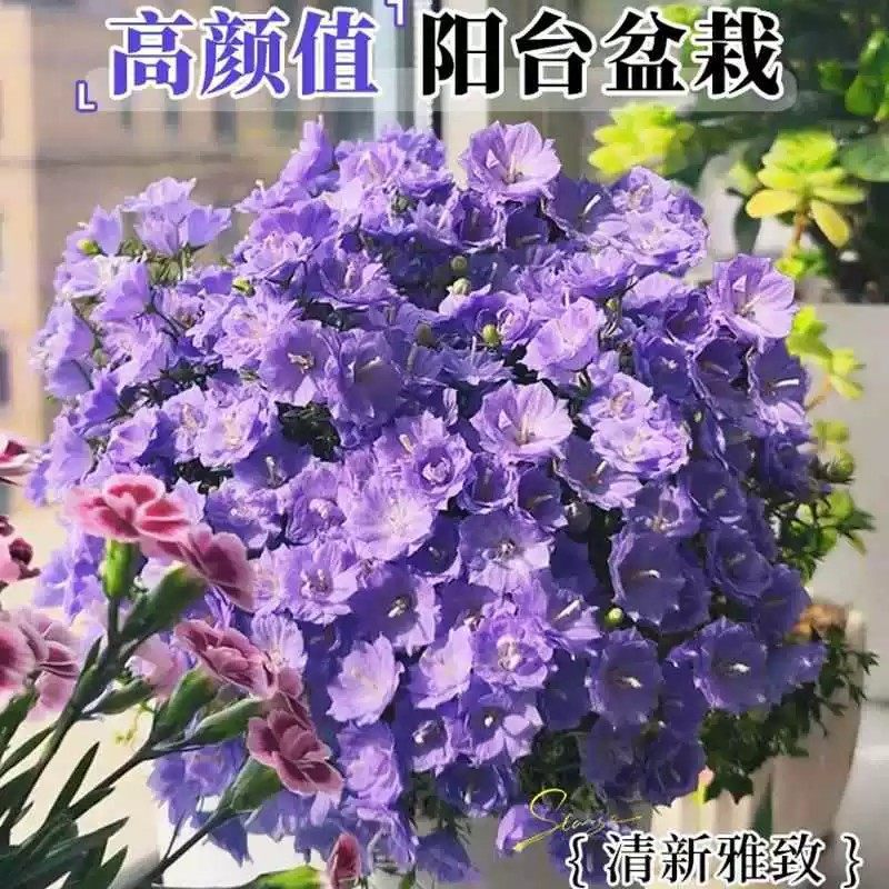 丹麦风铃花盆栽四季开花卉室内阳台重瓣梦露风铃草鲜花紫风铃植物