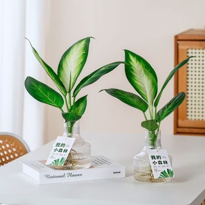 水培植物玛丽安月光万年青客厅绿植好养耐阴卫生间桌面花卉客厅