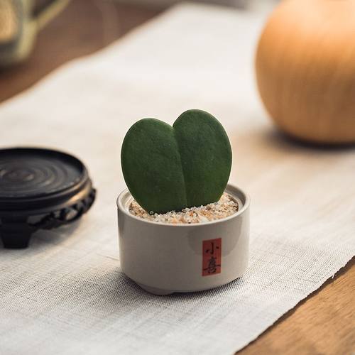 心心相印一片心多肉植物办公室内创意盆栽表白520礼物好养