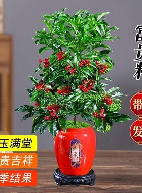 富贵籽盆栽带果金玉满堂绿植室内花卉黄金万两客厅年宵花植物好养