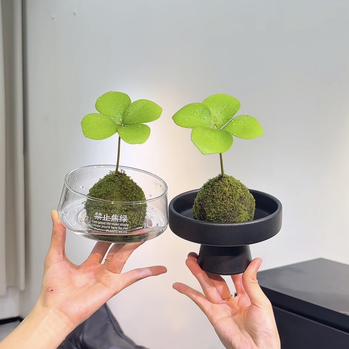 墨西哥铁树幸运四叶草迷你小盆栽水培植物办公室桌面禅意绿植盆景