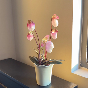 玉女兜兰带花苞硬叶金童卡特兰室内耐荫好养年宵花卉好运招财盆栽