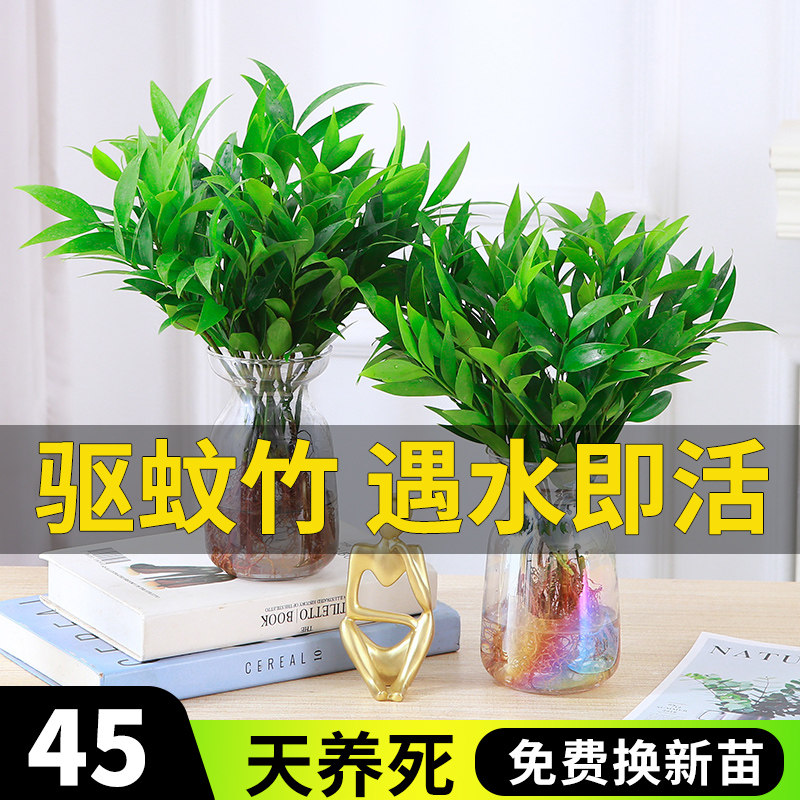 驱蚊竹柏水培植物室内水养绿植花卉盆栽办公室桌面四季常青好养活,鲜花速递/花卉仿真/绿植园艺,绿植,淘宝优惠券,粉丝福利购,淘宝优惠卷