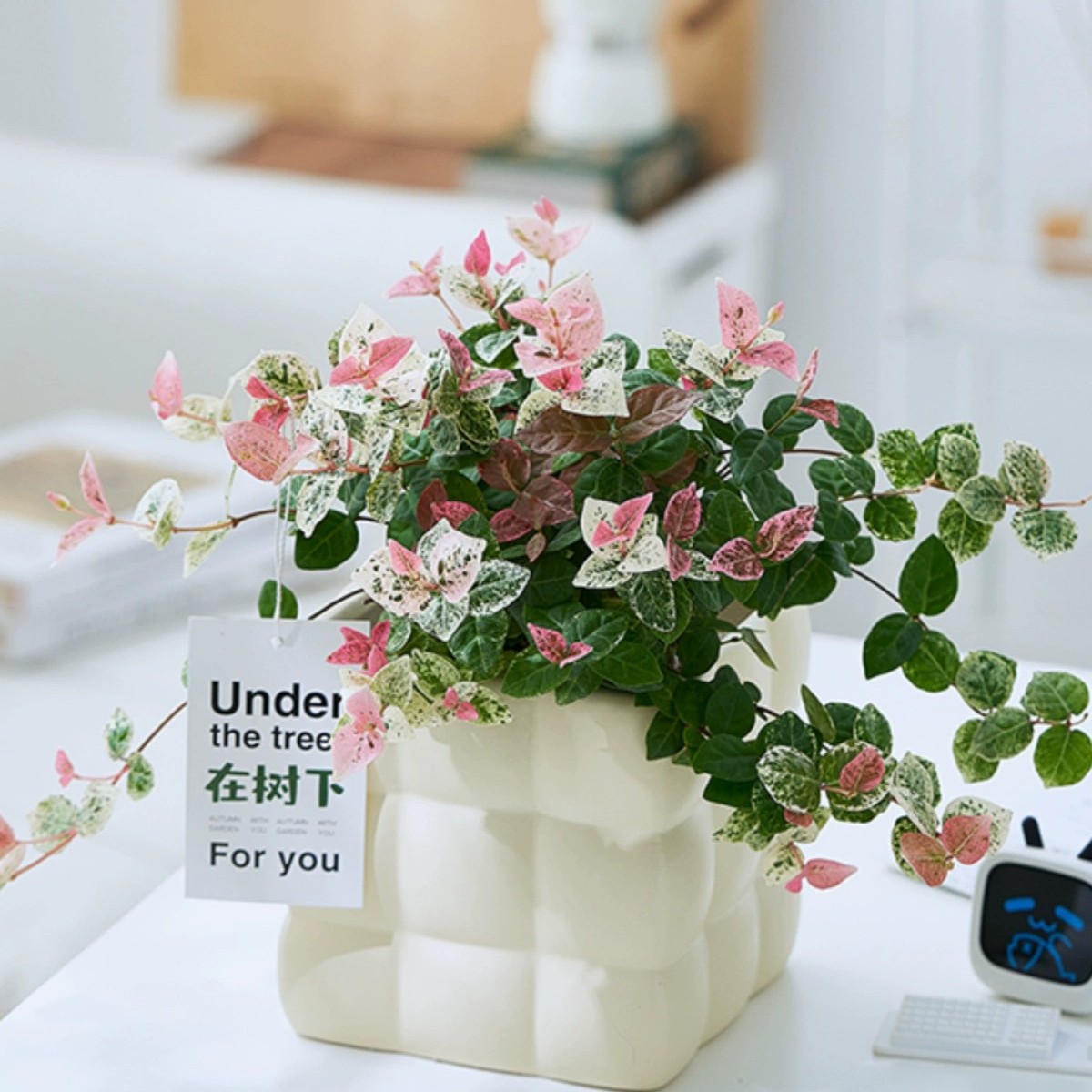 花叶络石盆栽吊兰四季垂吊耐热耐寒庭院室内绿植花卉彩叶络石花苗