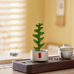 鱼骨令箭多肉植物网红绿植锯齿昙花仙人掌办公室绿植盆栽防辐射