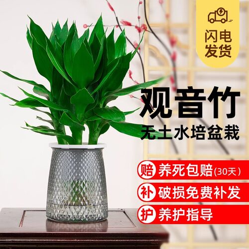 观音竹富贵竹水培植物客厅花卉