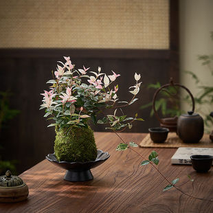 花叶络石苔藓球盆栽水培植物室内花卉净化空气桌面绿植吊兰爬藤