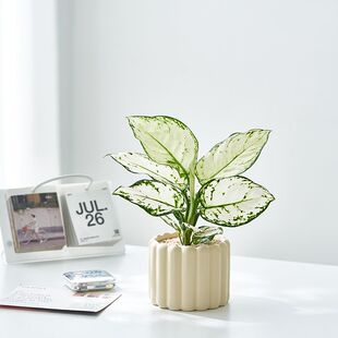 白如意皇后盆栽办公室内客厅桌面好养绿植花卉净化空气植物