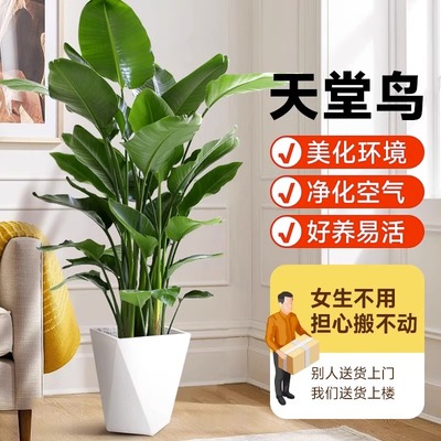 天堂鸟室内盆栽客厅大型花卉