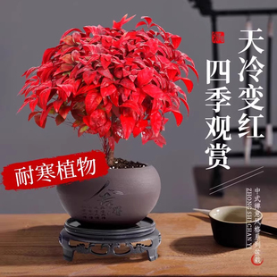 火焰南天竹盆栽观叶红叶小盆景好养易活耐寒绿植物茶桌禅意微景观