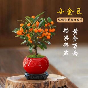 金豆招财盆景带果观赏小金桔年桔办公室客厅桌面盆景乔迁之喜盆栽
