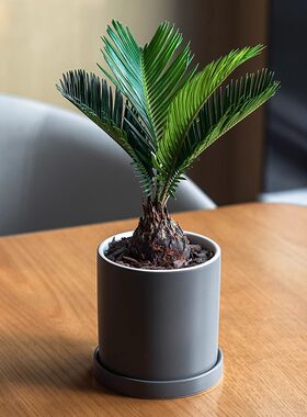 办公室小绿植物苏铁树