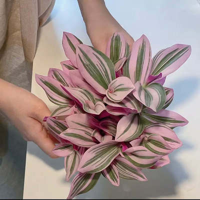 网红爆款油画婚礼吊兰