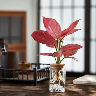 吉利红玛丽安铂金钻油画绿萝水培植物桌面茶台懒人绿植好养办公室