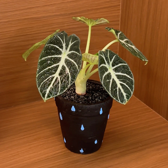 忍者海芋 网红热植黑天鹅丝绸叶绒室内桌面盆栽