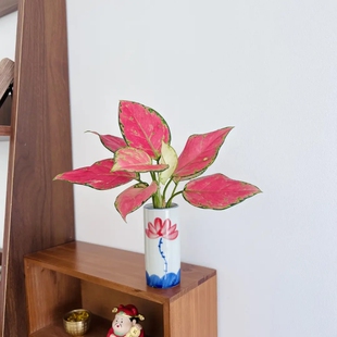 吉利红盆栽植物水培如意皇后小苗精品土培花卉室内净化空气好养活