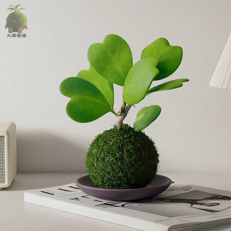 心叶球兰苔藓球ins风办公室桌面盆栽绿植净化空气趣味植物喜湿