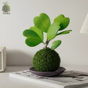 心叶球兰苔藓球ins风办公室桌面盆栽绿植净化空气趣味植物喜湿