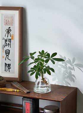 鸭脚木水养八方来财办公室桌面水培植物鹅掌柴室内四季常青小绿植