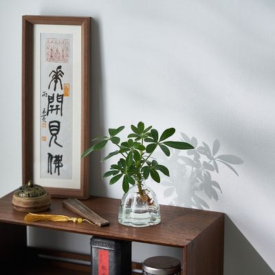 水培植物鸭脚木八方来财