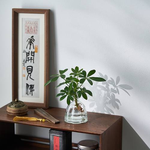 水培植物鸭脚木八方来财