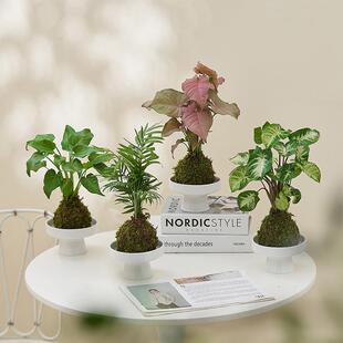 水培苔藓球植物室内好养小绿植盆栽绿萝发财树栀子花蕨类吸甲醛