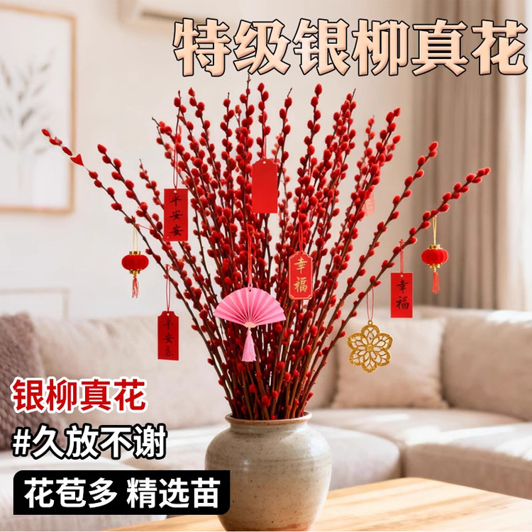 银柳真花摆件年宵花鲜枝超长花期水培新年招财红色客厅办公桌干花,鲜花速递/花卉仿真/绿植园艺,绿植,淘宝优惠券,粉丝福利购,淘宝优惠卷