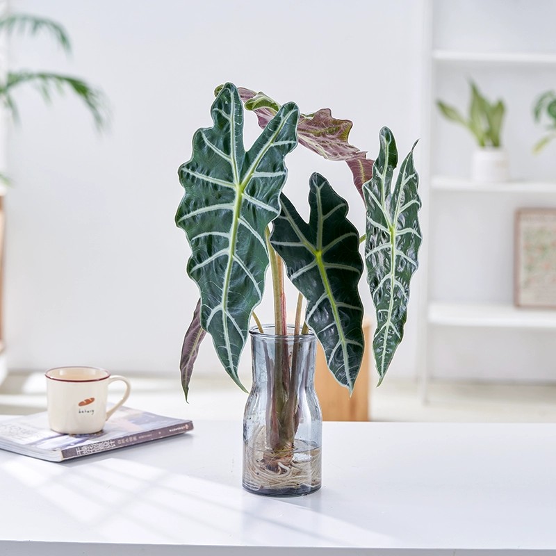 大仙女海芋水培植物客厅净化空气