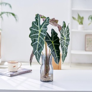 大仙女海芋水培植物客厅净化空气花卉盆栽办公桌面绿植好养活盆栽